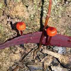 Cruentomycena viscidocruenta