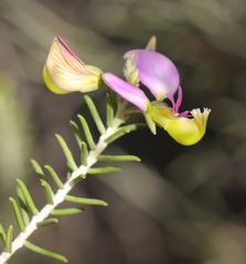 Polygala teretifolia