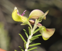 Polygala teretifolia