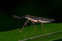 Rhinotia lineata