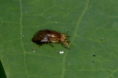 Steganopsis melanogaster