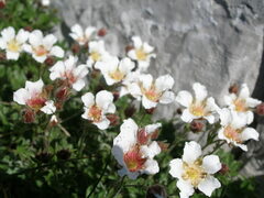 Potentilla clusiana