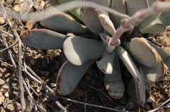 Crassula cotyledonis