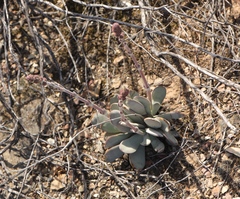 Crassula cotyledonis
