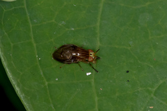 Steganopsis melanogaster