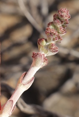 Crassula cotyledonis