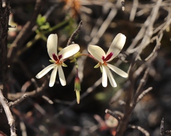 Pelargonium trifidum