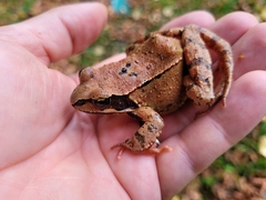 Rana temporaria
