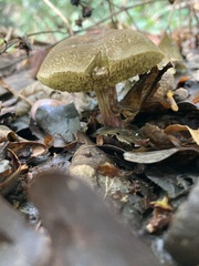 Xerocomellus chrysenteron