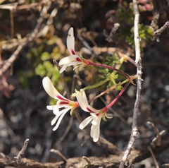 Pelargonium trifidum