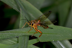 Echthromorpha agrestoria