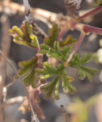 Pelargonium trifidum