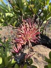 Tapinanthus rubromarginatus