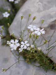 Heliosperma pusillum