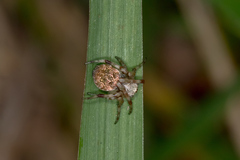 Salsa brisbanae