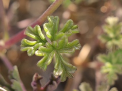 Pelargonium trifidum