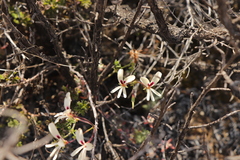 Pelargonium trifidum