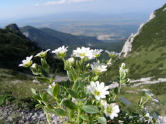Cerastium dinaricum