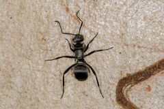 Polyrhachis daemeli