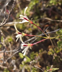 Pelargonium trifidum