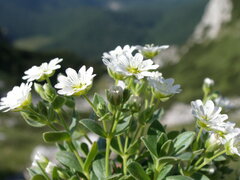 Cerastium dinaricum