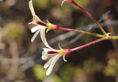Pelargonium trifidum