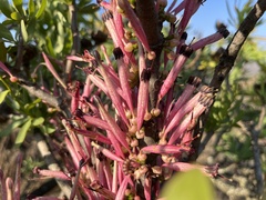 Tapinanthus rubromarginatus