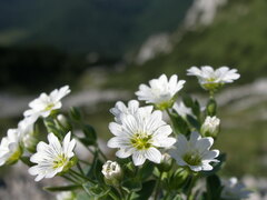 Cerastium dinaricum