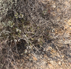 Pelargonium trifidum