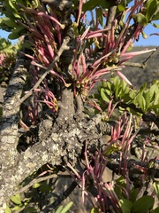Tapinanthus rubromarginatus