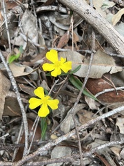 Hibbertia cunninghamii
