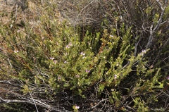 Polygala teretifolia