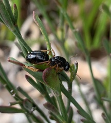 Camponotus