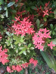 Ixora coccinea