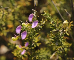 Polygala teretifolia