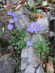 Campanula rotundifolia