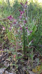 Parentucellia latifolia