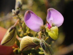Polygala teretifolia