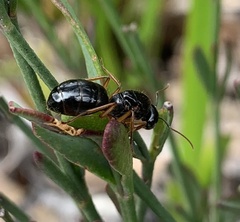 Camponotus