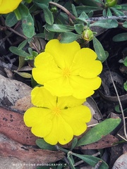 Hibbertia linearis