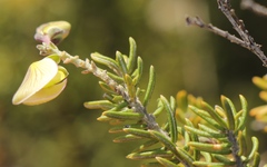 Polygala teretifolia