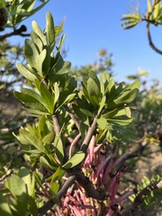 Tapinanthus rubromarginatus