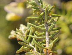 Polygala teretifolia
