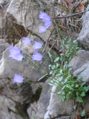 Campanula rotundifolia