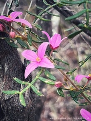 Boronia amabilis