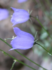 Campanula rotundifolia