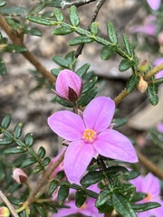 Boronia amabilis