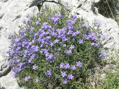 Campanula waldsteiniana