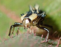 Harmonia testudinaria