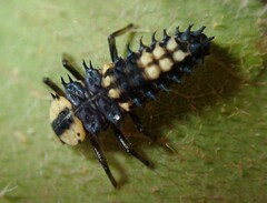 Harmonia testudinaria